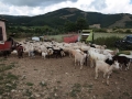 capre-umbria.jpg