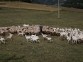 pastore-pecore-capre-umbria.jpg
