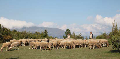 Azienda-Agricola-F.lli-Lanini