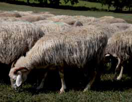 pecora-Sarda